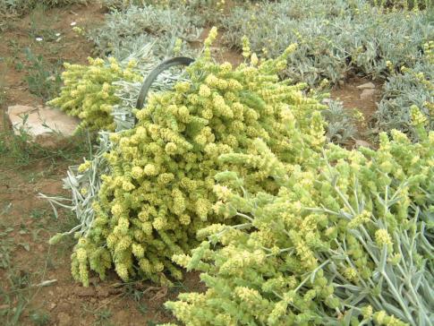 Freshly picked Bushel of Greek Mountain Tea