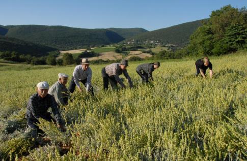 Organic Greek Mountain Tea on Mount Othrys