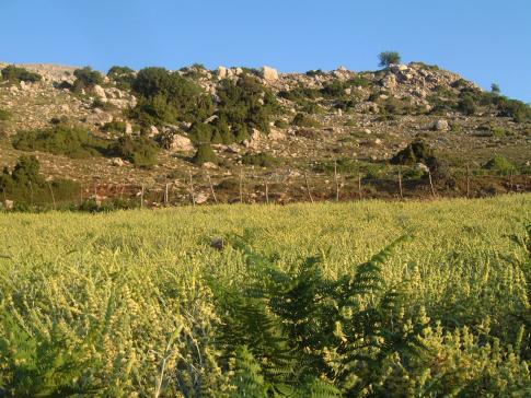 Greek Mountain Tea (Sideritis) Growing