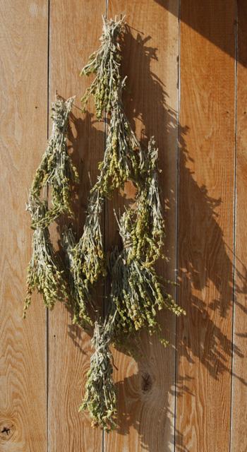 Greek Herbal Tea Leaves