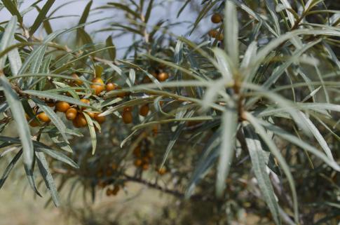 Hippofaes (Sea Buckthorn) growing in Northern Greece