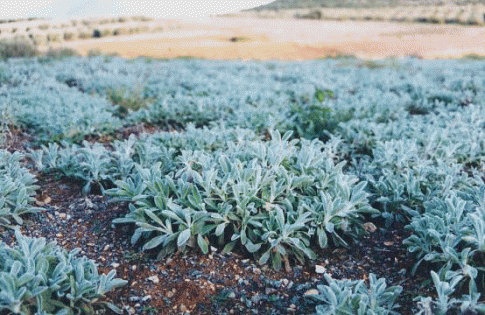 Field of Greek Mountain Sage