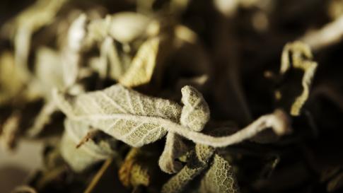 Klio Greek Sage Tea