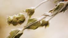 klio greek mountain tea