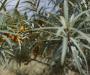 Hippofaes (Sea Buckthorn) growing in Northern Greece
