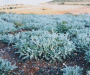 Field of Greek Mountain Sage