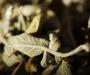 Klio Greek Sage Tea